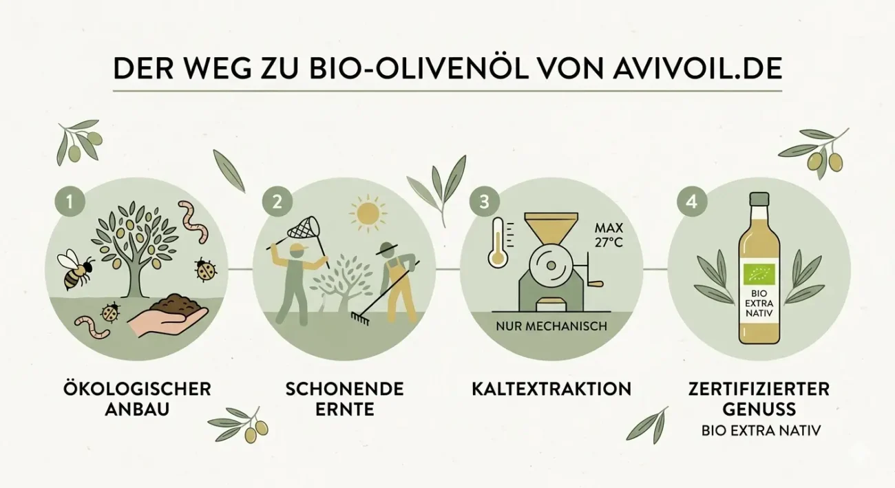 Infografik zur Bio-Olivenöl-Herstellung: Ökologischer Anbau, Ernte, Kaltextraktion & Zertifizierung bei avivoil.de.