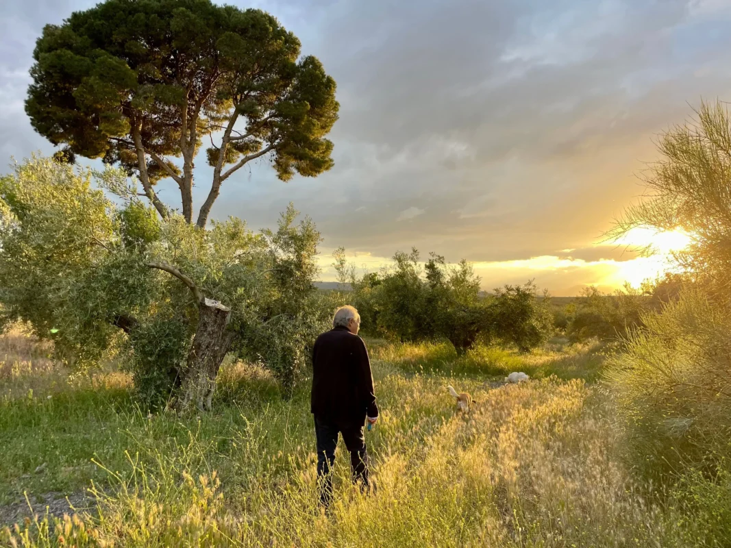 Mann steht zwischen centenären Olivenbäumen in Andalusien beim Sonnenuntergang – jahrhundertealte Bäume auf einer Finca in Südspanien