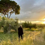Mann steht zwischen centenären Olivenbäumen in Andalusien beim Sonnenuntergang – jahrhundertealte Bäume auf einer Finca in Südspanien