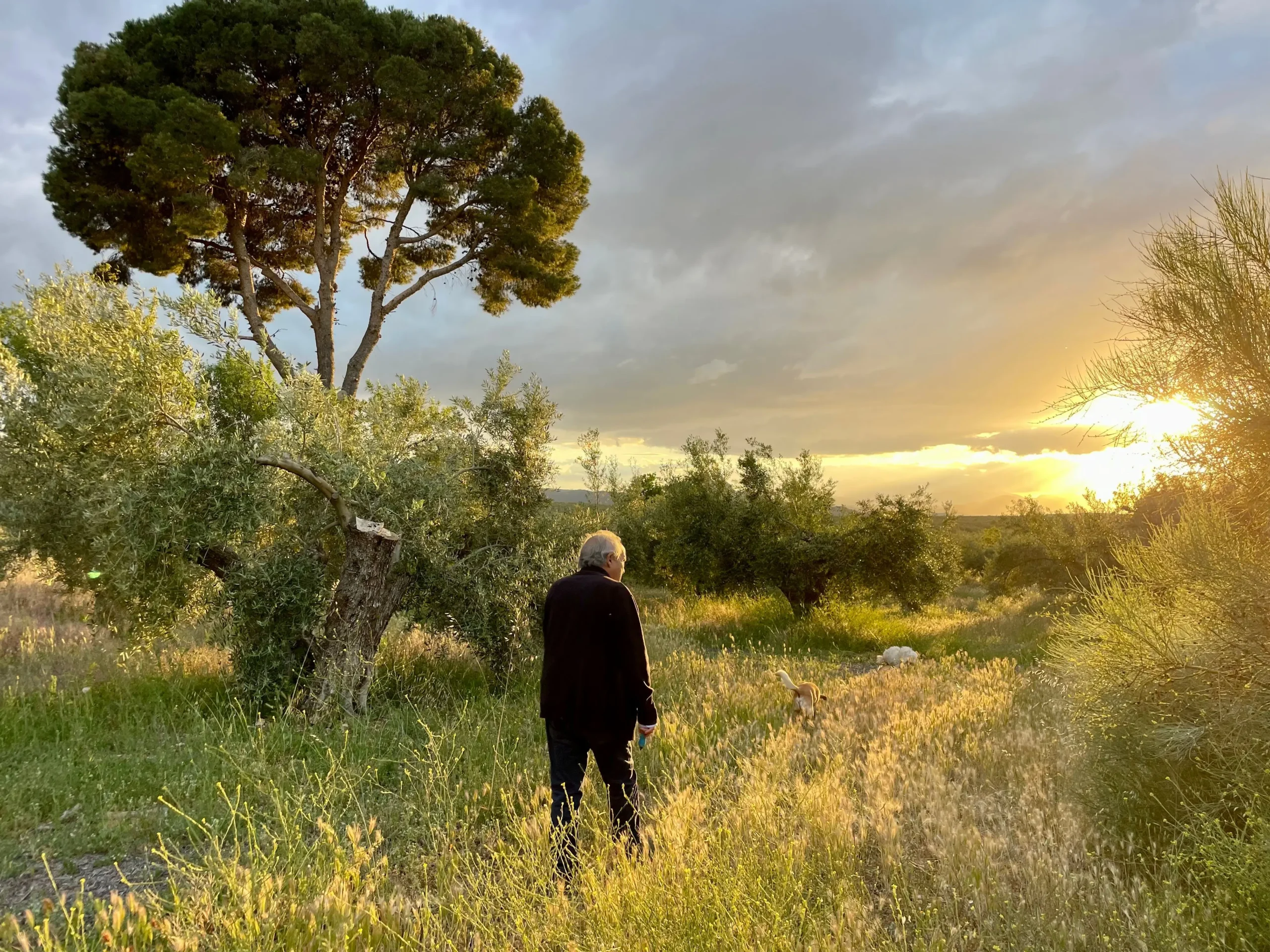 Mann steht zwischen centenären Olivenbäumen in Andalusien beim Sonnenuntergang – jahrhundertealte Bäume auf einer Finca in Südspanien