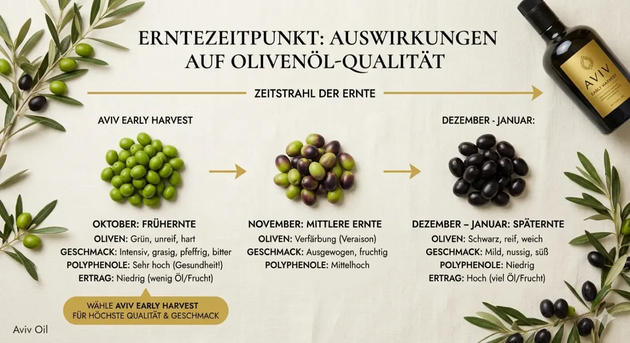 Infografik Olivenöl Erntezeitpunkt: Frühernte (hohe Polyphenole) vs. Späternte (hoher Ertrag) im Vergleich.
