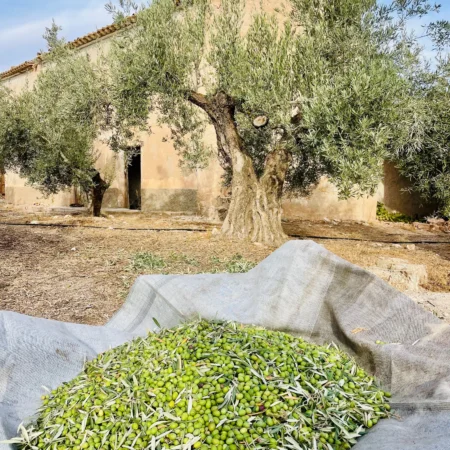 Ein großer Haufen frisch geernteter grüner Oliven in einem Auffangnetz unter einem alten, knorrigen Olivenbaum vor einem traditionellen spanischen Landhaus.