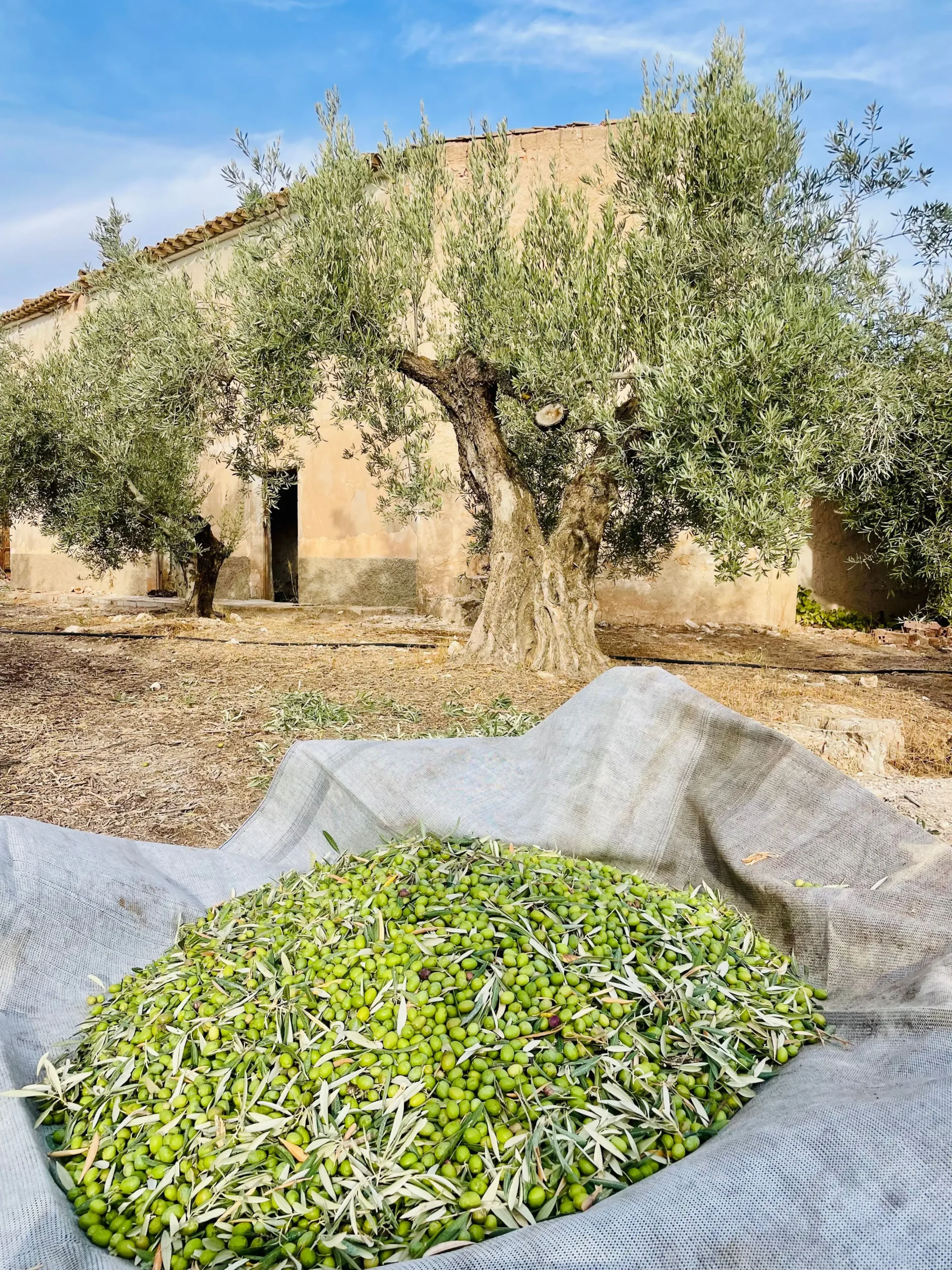 tropicual-olivenoel-ernte-spanien-bio-hain Ein großer Haufen frisch geernteter grüner Oliven in einem Auffangnetz unter einem alten, knorrigen Olivenbaum vor einem traditionellen spanischen Landhaus.