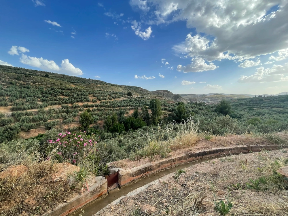 Bewässerungskanal zwischen Oliventerrassen auf einer andalusischen Finca