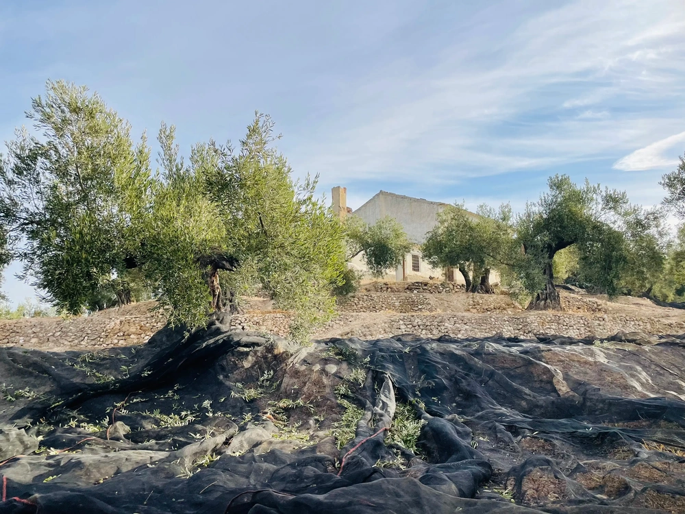 Fincahaus zwischen Olivenbäumen und Steinmauern in Andalusien