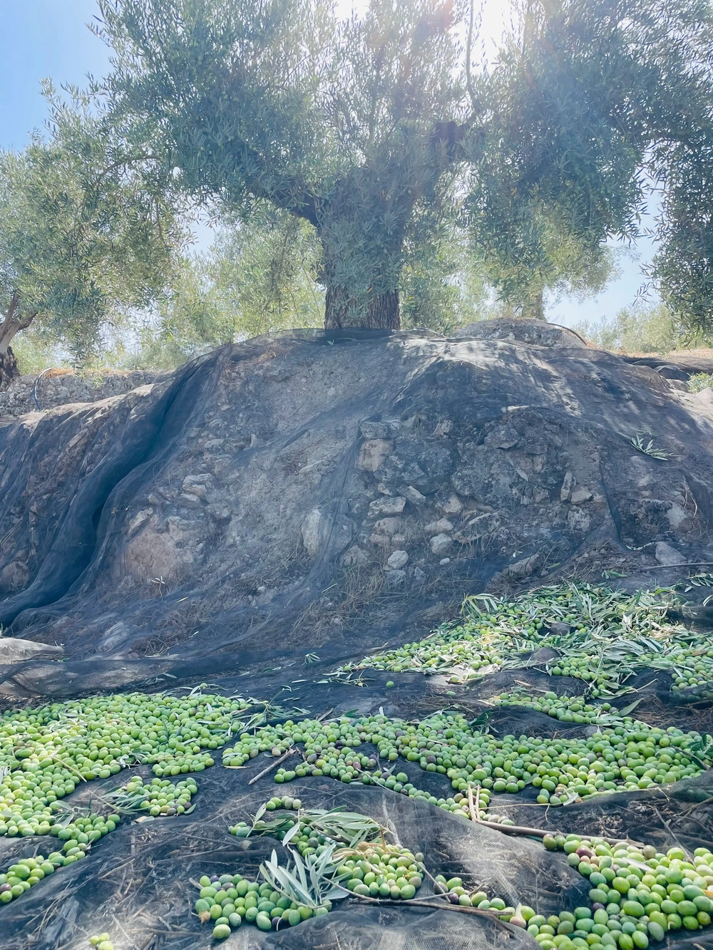 Frisch geerntete Oliven im Sonnenlicht auf einer spanischen Finca