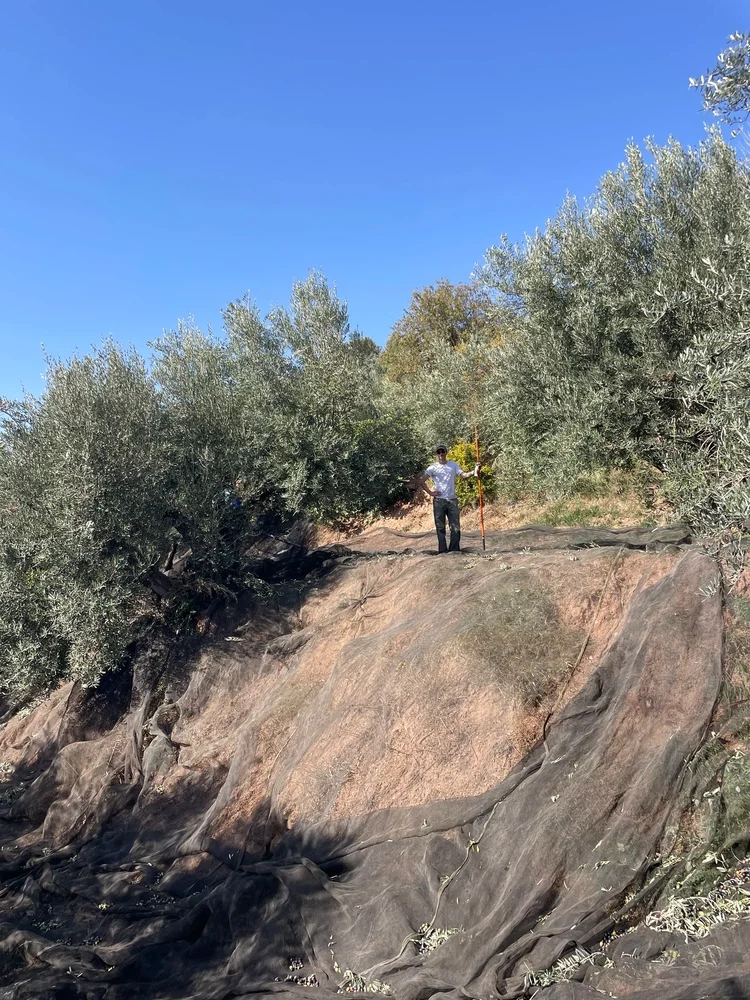 Handverlese der Oliven am Hang auf einer spanischen Finca