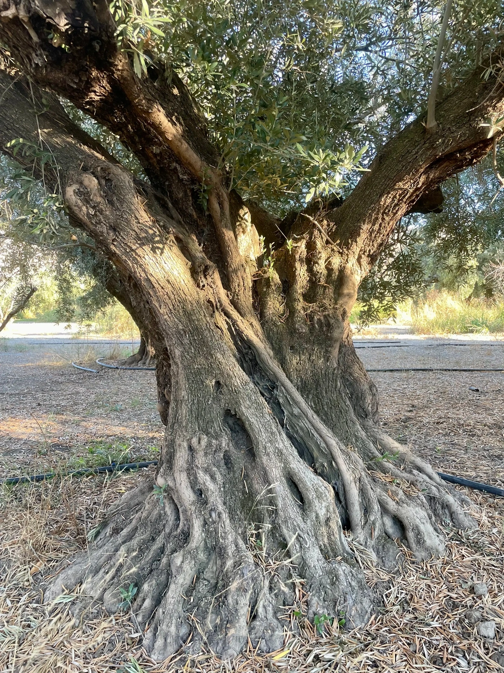 Stamm und Wurzelwerk eines jahrhundertealten Olivenbaums in Andalusien
