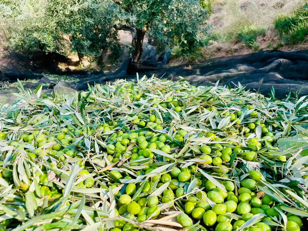 Oliven und Blätter auf dem Erntenetz in Nahaufnahme