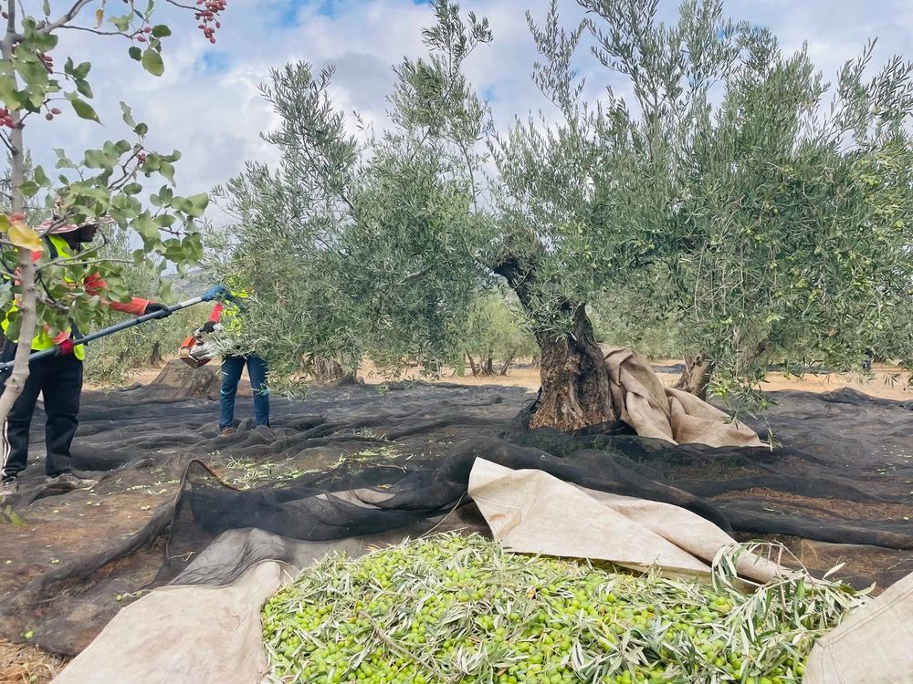 Olivenernte mit dem Erntekamm auf einer spanischen Finca