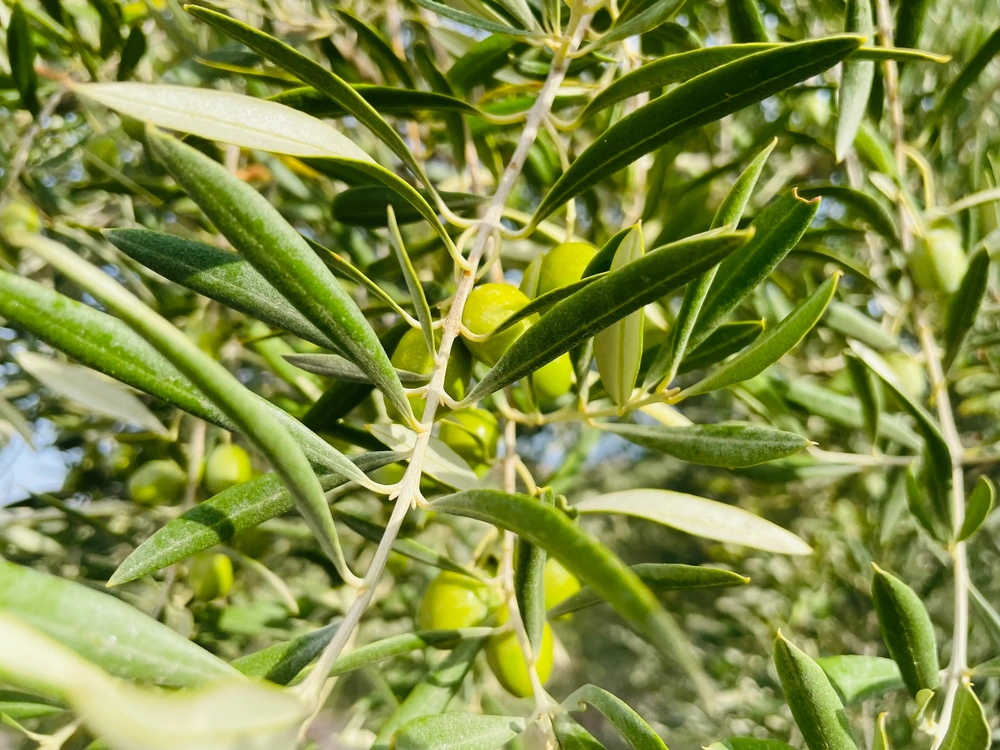 Olivenzweig mit grünen, unreifen Oliven in Nahaufnahme