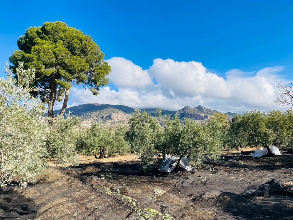 Olivenhain mit Pinie vor der Bergkette in Andalusien