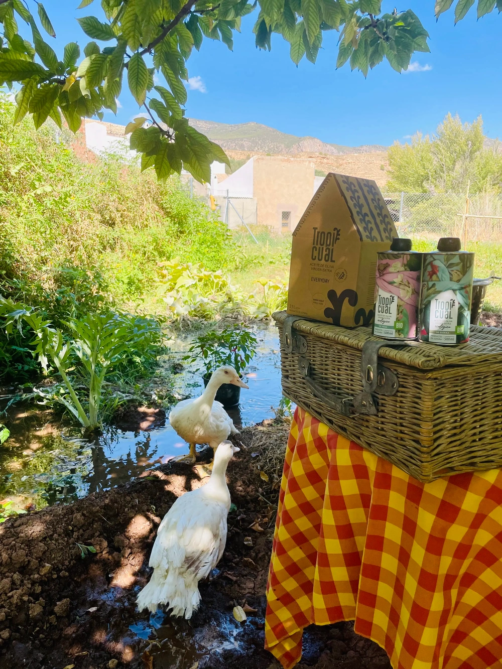 Olivenöl von Tropicual im Freien auf einem gedeckten Tisch