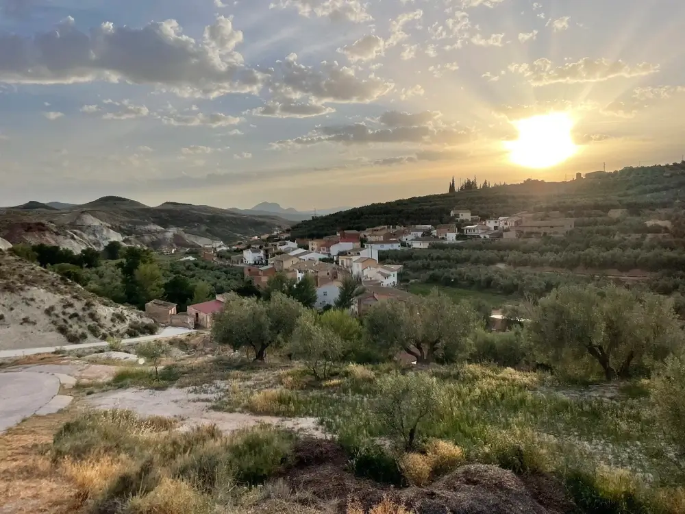 Olivenhain der Finca in Spanien in der Abendsonne
